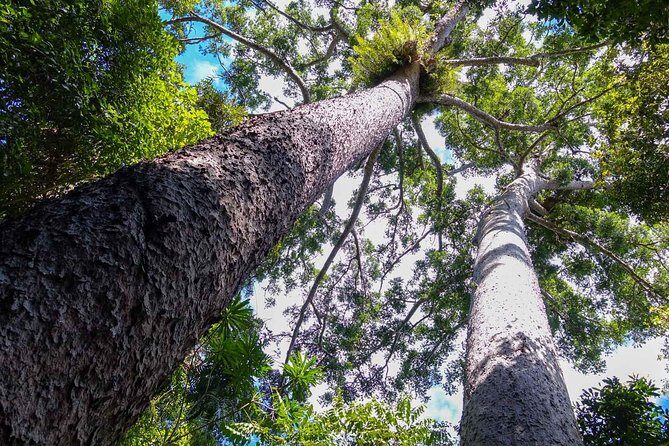 Paronella Park and Millaa Millaa Falls Full-day Tour from Cairns - What Makes This Tour Stand Out?