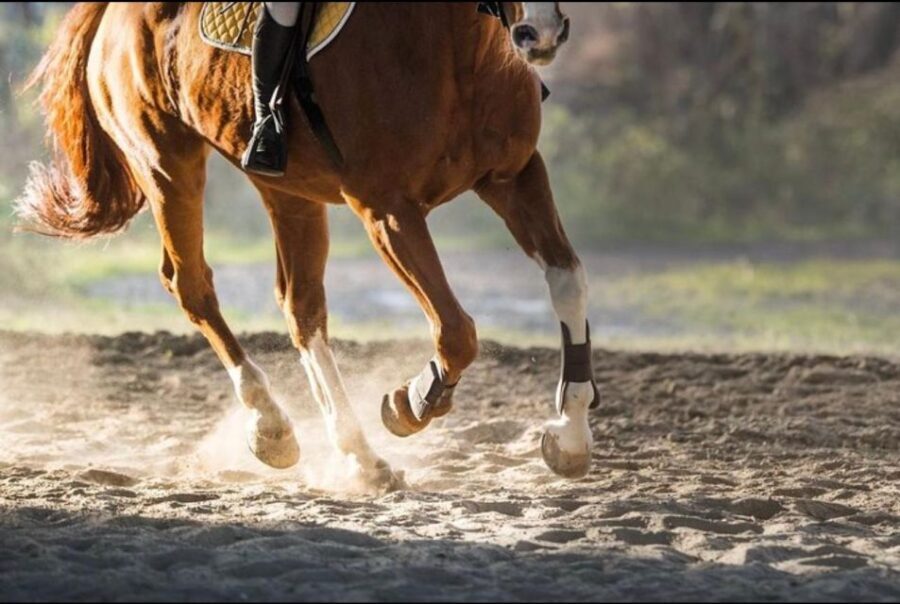 Paros: Morning Island Horseback Riding Adventure - An In-Depth Look at the Paros Horseback Riding Tour