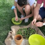 Partinico: Olive Harvest with Wine Tasting and Brunch - A Closer Look at the Experience