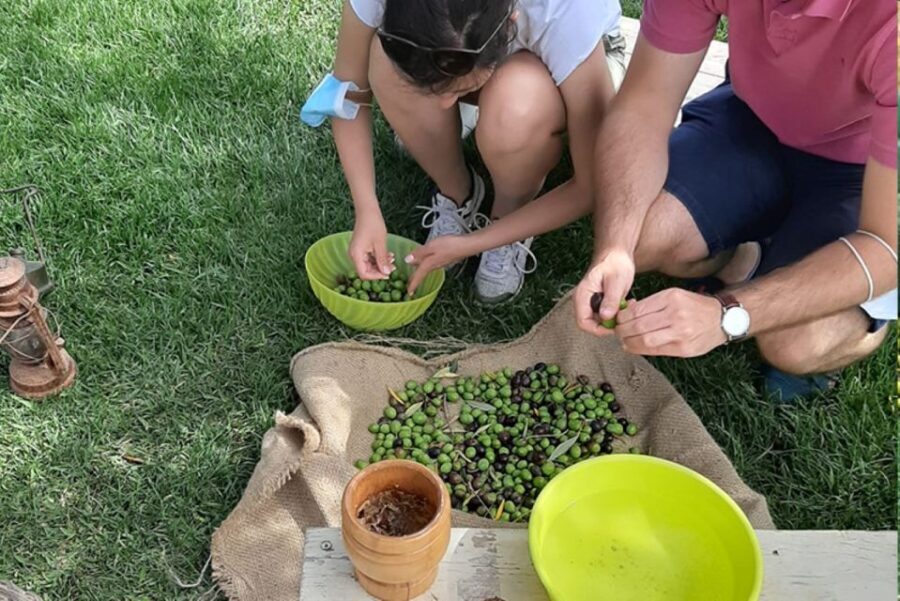 Partinico: Olive Harvest with Wine Tasting and Brunch - A Closer Look at the Experience