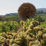Partinico:Grape harvest in the lands of FrederikII of Swabia - A Close Look at the Experience