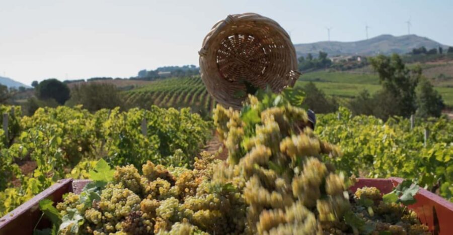 Partinico:Grape harvest in the lands of FrederikII of Swabia - A Close Look at the Experience
