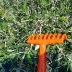 Passeggiando nell'uliveto: come nasce l'olio extrav d'oliva? - Final thoughts: is it worth it?