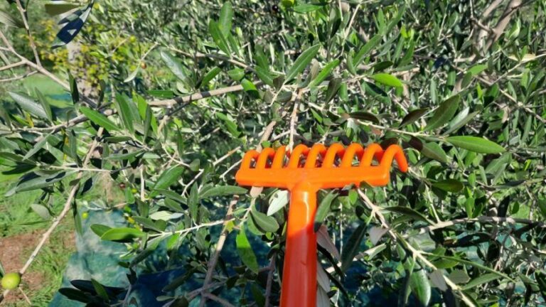 Passeggiando nell'uliveto: come nasce l'olio extrav d'oliva? - Final thoughts: is it worth it?