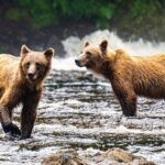Peak Season Bear Viewing By Seaplane - An In-Depth Look at the Peak Season Bear Viewing Tour