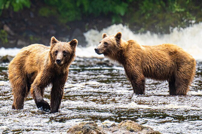 Peak Season Bear Viewing By Seaplane - An In-Depth Look at the Peak Season Bear Viewing Tour