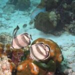 Pelican Rock Snorkeling and Sightseeing Adventure - Final Thoughts on Value and Experience