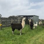 Penguin and Australian Animals Private Tour - FAQs