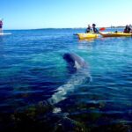 Penguin and Seal Islands Sea Kayaking Experience - The Value of Guided Paddling & Wildlife Encounters