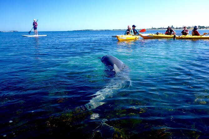Penguin and Seal Islands Sea Kayaking Experience - The Value of Guided Paddling & Wildlife Encounters