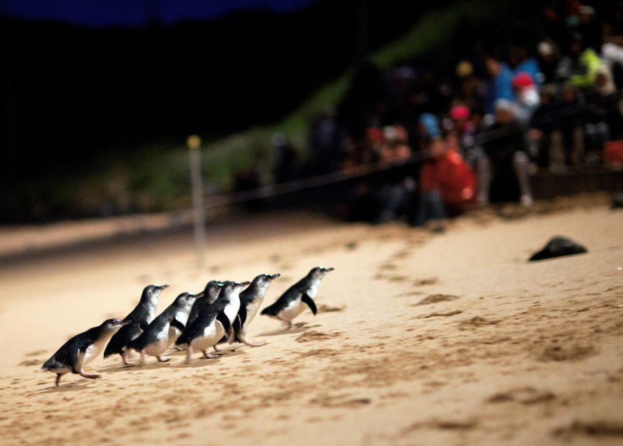 Penguin Parade: General Viewing Ticket
