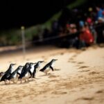 Penguin Parade, & Wildlife Encounters Eco Tour from Melbourne - Considerations and Possible Drawbacks