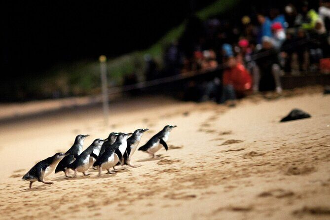 Penguin Parade, & Wildlife Encounters Eco Tour from Melbourne - Considerations and Possible Drawbacks