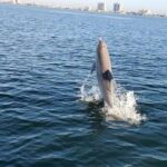 Pensacola Beach Sunset Dolphin Tour private up to 6 ppl - What to Expect from Your Private Sunset Dolphin Tour