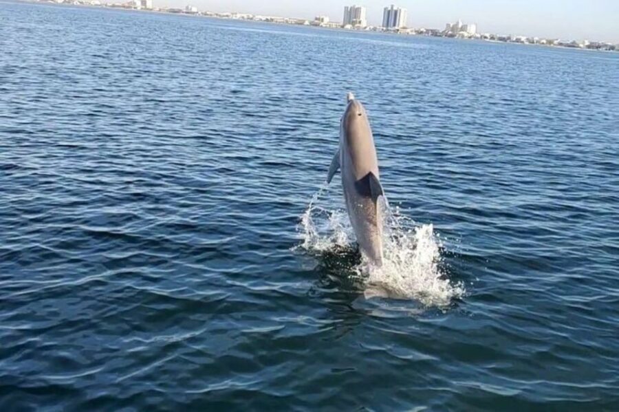 Pensacola Beach Sunset Dolphin Tour private up to 6 ppl - What to Expect from Your Private Sunset Dolphin Tour