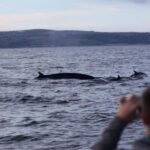 Penzance: Land's End Boat Tour with Wildlife Guides - Final Thoughts on Value and Experience