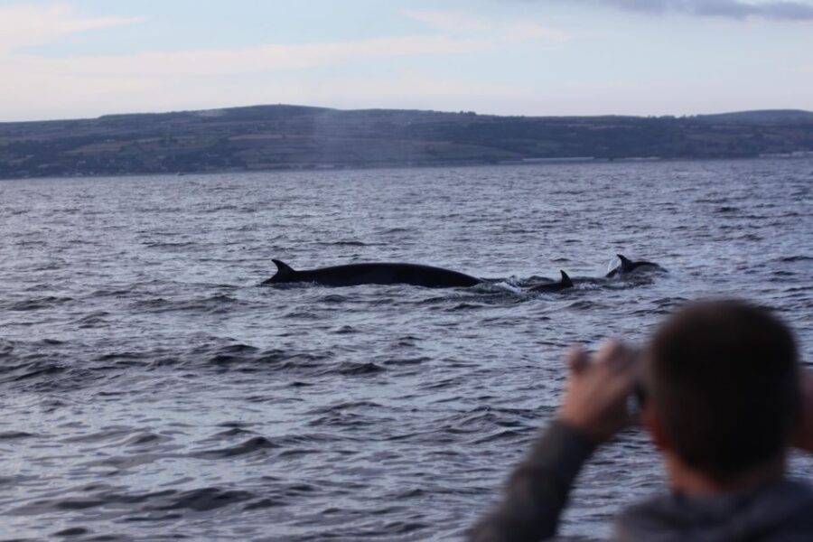 Penzance: Land's End Boat Tour with Wildlife Guides - Final Thoughts on Value and Experience