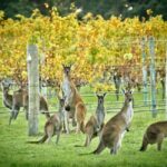 Perth: 7-Day Rottnest Island Tour Package with Accommodation - What Does the Tour Offer in Terms of Value?