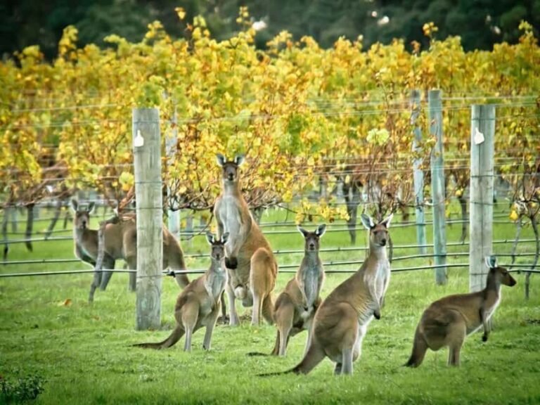 Perth: 7-Day Rottnest Island Tour Package with Accommodation - What Does the Tour Offer in Terms of Value?