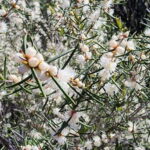 Perth: Abyssinia Rock Hiking Experience - The highlight: Abyssinia Rock and the panoramic view