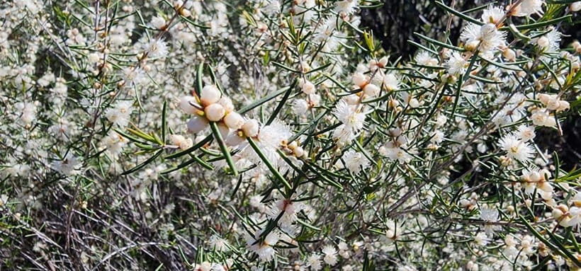 Perth: Abyssinia Rock Hiking Experience - The highlight: Abyssinia Rock and the panoramic view