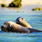 Perth: Dolphin, Sealion & Wildlife Cruise with Lunch - Who Should Book This Tour?