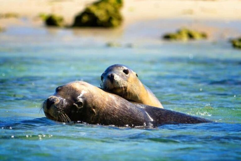 Perth: Dolphin, Sealion & Wildlife Cruise with Lunch - Who Should Book This Tour?