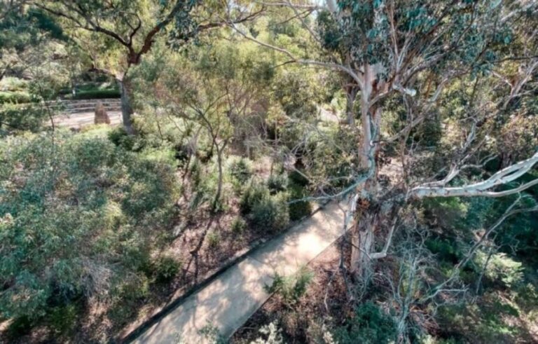 Perth: Kings Park Botanicals & Beyond Guided Hike - Discovering the Heart of Perth: A Deep Dive into the Guided Hike