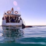 Perth: Swim with Wild Dolphins Tour - The Cruise and Dolphin Search