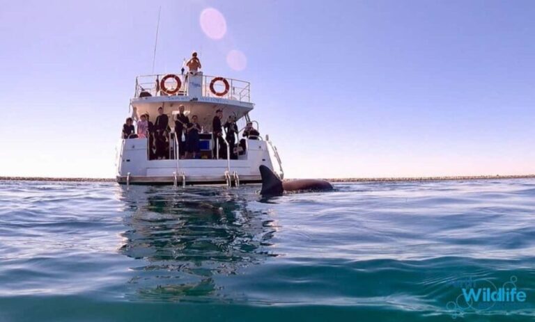 Perth: Swim with Wild Dolphins Tour - The Cruise and Dolphin Search