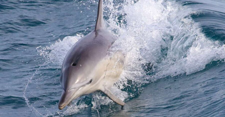 Philip Island: Dolphin and Whale Cruise - Additional Details and Practical Tips
