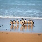 Philip Island express tour: penguin prd & wallaby spotting - Transportation and Group Size