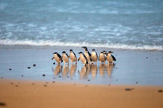 Philip Island express tour: penguin prd & wallaby spotting - Transportation and Group Size
