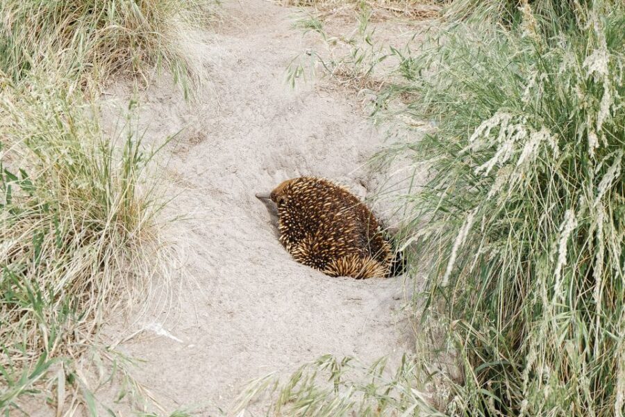Phillip Island: Hike and Penguin Parade - 8 pax Small Tour - The Itinerary in Detail
