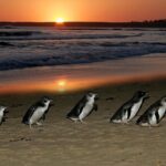 Phillip Island Penguin and Koala Highlights Day-Trip from Melbourne - Who Would Love This Tour?
