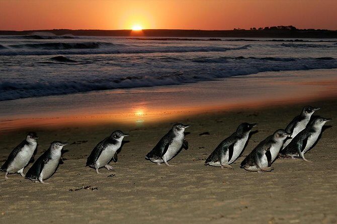 Phillip Island Penguin and Koala Highlights Day-Trip from Melbourne - Who Would Love This Tour?