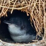 Phillip Island & Penguin Parade Afternoon Eco Tour from Melbourne - The Value of the Tour
