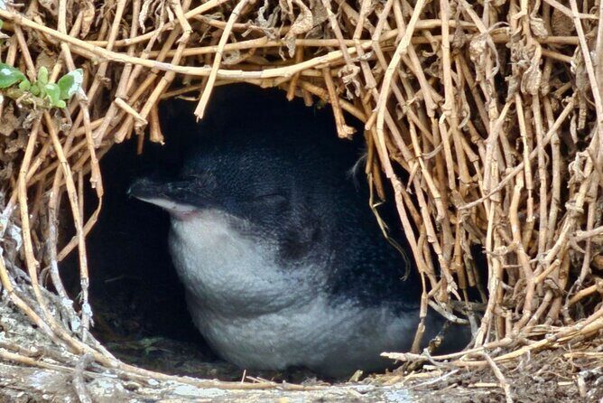 Phillip Island & Penguin Parade Afternoon Eco Tour from Melbourne - The Value of the Tour