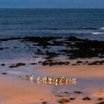 Phillip Island Penguin Parade Day Tour from Melbourne - The Sum Up: Is It Worth It?