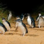 Phillip Island Penguin Parade Day Trip with Koala Conservation Reserve Visit - Who Will Love This Tour?