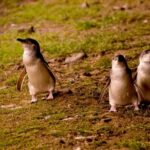 Phillip Island Penguin Parade Express Tour from Melbourne - The Sum Up
