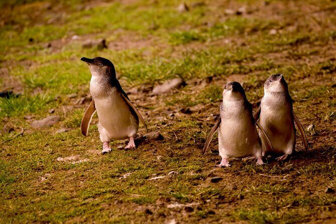 Phillip Island Penguin Parade Express Tour from Melbourne - The Sum Up