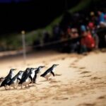 Phillip Island Penguin Parade, Wildlife and Beach Boxes Bus Tour - A Deep Dive into the Phillip Island Tour Experience