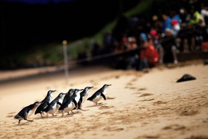 Phillip Island Penguin Parade, Wildlife and Beach Boxes Bus Tour - A Deep Dive into the Phillip Island Tour Experience