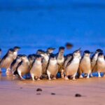 Phillip Island Penguin Parade with Expert Local Guide - Who Should Consider This Tour?
