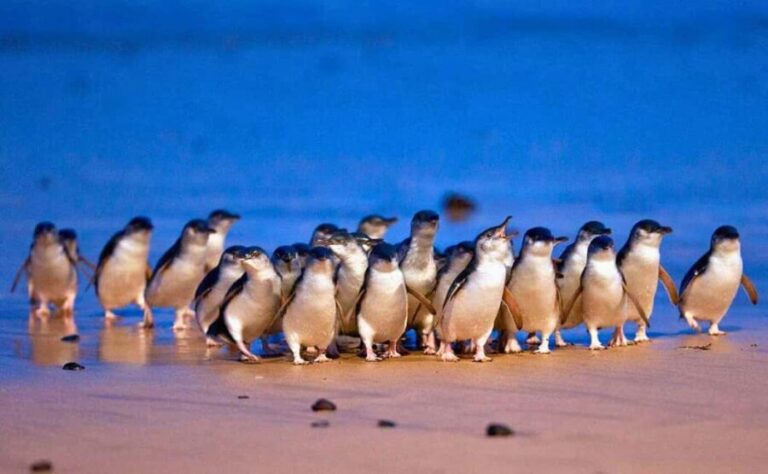 Phillip Island Penguin Parade with Expert Local Guide - Who Should Consider This Tour?