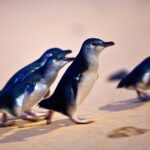 Phillip Island Penguins & Wildlife Day Tour from Melbourne - Insights from Real Travelers