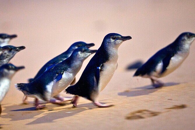 Phillip Island Penguins & Wildlife Day Tour from Melbourne - Insights from Real Travelers
