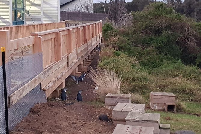 Phillip Island Private Experience - Exploring Phillip Island on a Private Tour