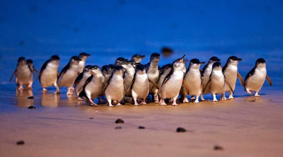 Phillip Island: Private Tour with Penguin Parade - Who Would Love This Tour